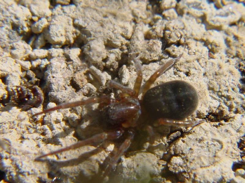3 ragni (Salticidae, Aamaurobius, Oecobius)